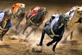 Најбогатите животни-спортисти