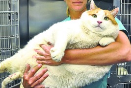 Најдебелиот мачор во светот