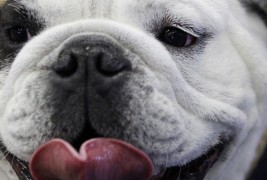 Најубавиот булдог во светот