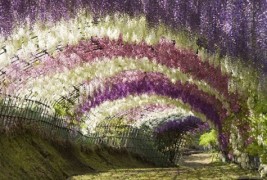 Романтичното цветно кралство во Јапонија