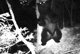 Што прават животните во шумата кога ќе падне ноќ?