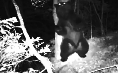 Што прават животните во шумата кога ќе падне ноќ?