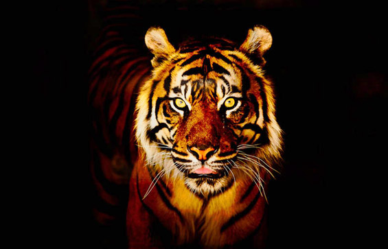 Моќниот и величествен тигар