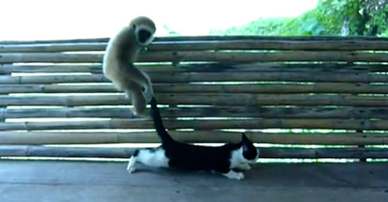 Безобразен мајмун не знае да се однесува со дама
