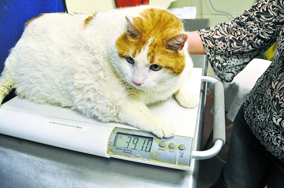 Најдебелиот мачор во светот
