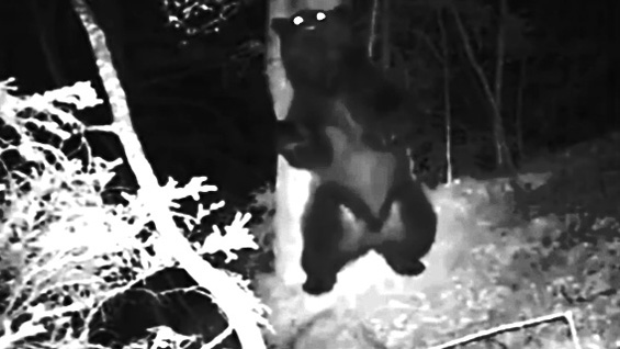 Што прават животните во шумата кога ќе падне ноќ?