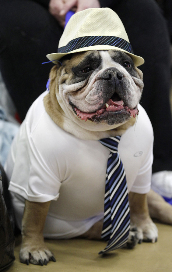 (10) Најубавиот булдог во светот Најубавиот булдог во светот