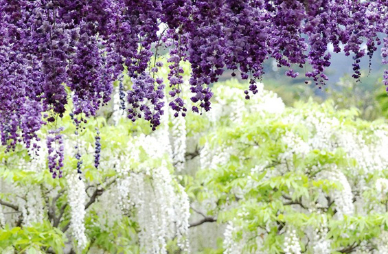 Романтичното цветно кралство во Јапонија