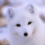 Чудо на природата - неверојатни албино животни