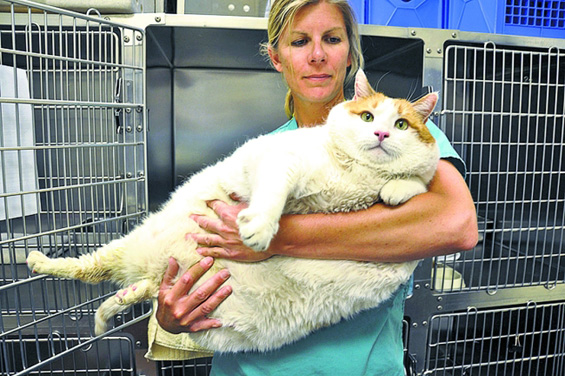 Најдебелиот мачор во светот