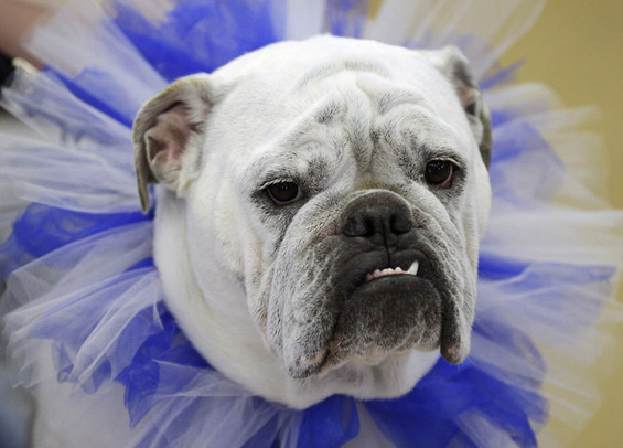 (2) Најубавиот булдог во светот Најубавиот булдог во светот