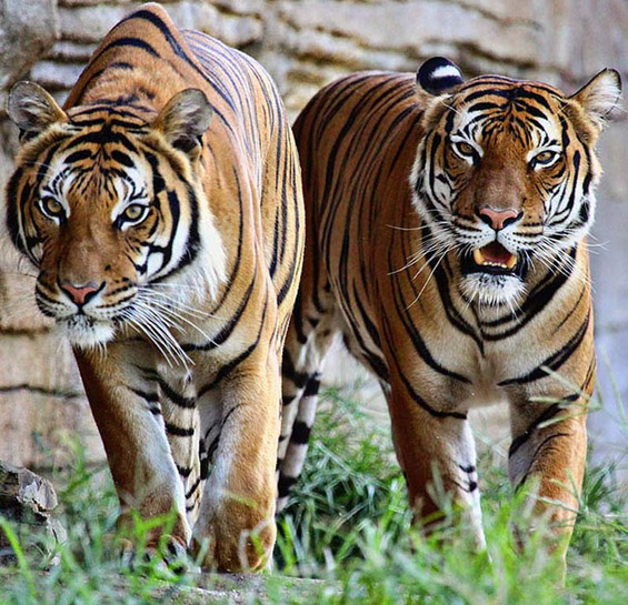 Моќниот и величествен тигар