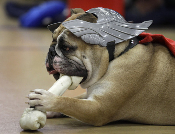 (3) Најубавиот булдог во светот Најубавиот булдог во светот