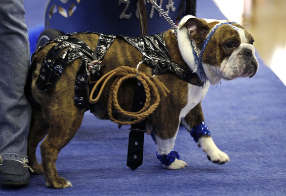 (4) Најубавиот булдог во светот Најубавиот булдог во светот