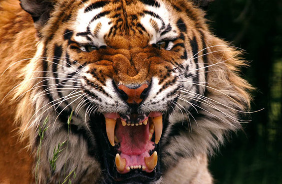 Моќниот и величествен тигар