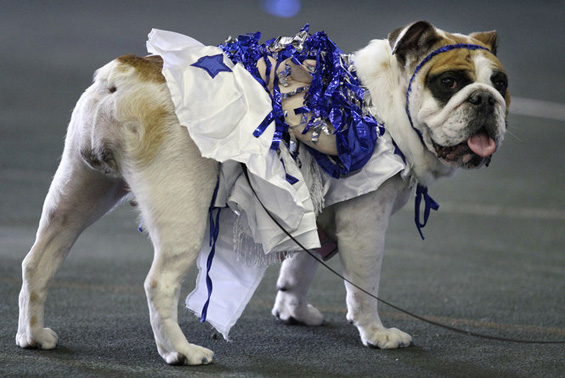 (5) Најубавиот булдог во светот Најубавиот булдог во светот