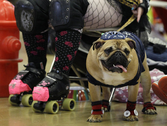 (6) Најубавиот булдог во светот Најубавиот булдог во светот