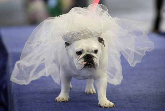 (7) Најубавиот булдог во светот Најубавиот булдог во светот