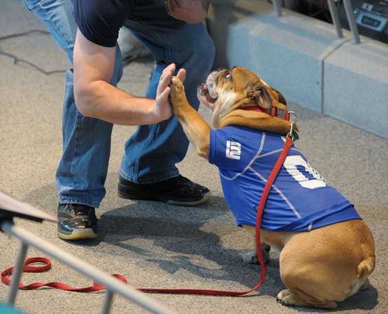 (8) Најубавиот булдог во светот Најубавиот булдог во светот