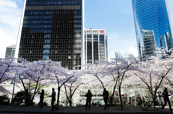 Расцветена пролет во различни делови од светот