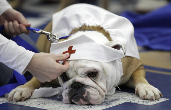 (9) Најубавиот булдог во светот Најубавиот булдог во светот