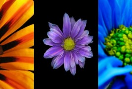 Цветен хороскоп