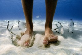 Моменти од подводниот живот низ неверојатни фотографии