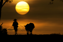 Прекрасни силуети на зајдисонце