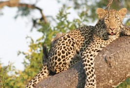 Специфичниот див свет на Африка