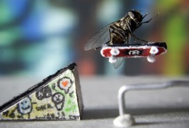 Господинот Мува и неговите авантури