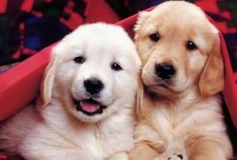 Интересни и необични факти за кучињата