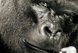 Извонредни фотографии и факти за горилата