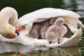 Моќта на фотографијата во животинскиот свет