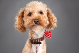 Можете ли да не се заљубите во ова кученце?