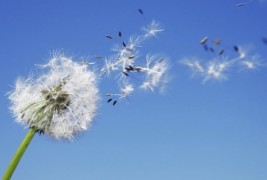 Приказната за глуварчето