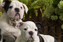 Слатки булдози танцуваат твист