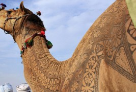Уметнички потстрижани камили