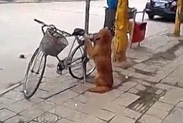 Златен ретривер му го чува велосипедот на газдата