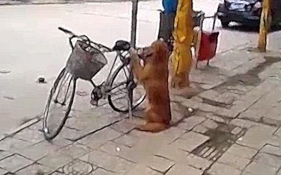 Златен ретривер му го чува велосипедот на газдата