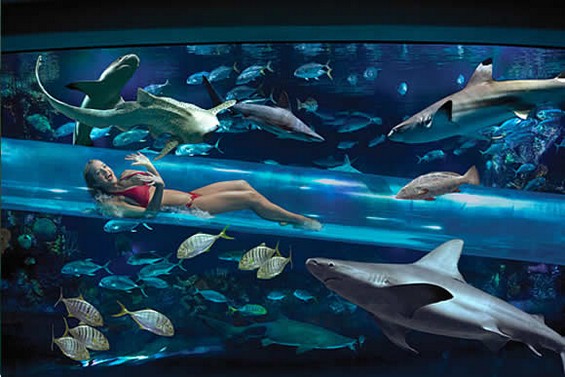 Застрашувачки тобогани низ аквариум со ајкули