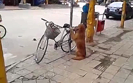 Златен ретривер му го чува велосипедот на газдата