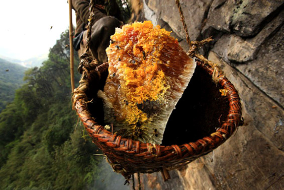 (12) Непалските ловци на див мед Непалските ловци на див мед