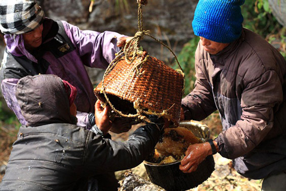 Непалските ловци на див мед