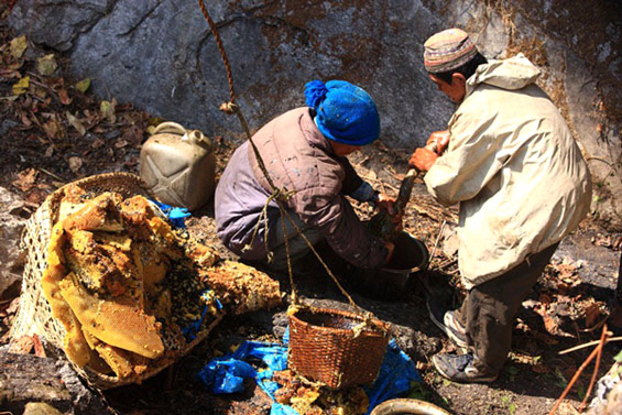 (14) Непалските ловци на див мед Непалските ловци на див мед