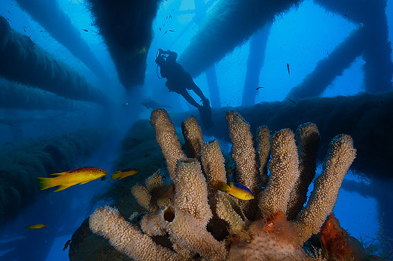 Моменти од подводниот живот низ неверојатни фотографии