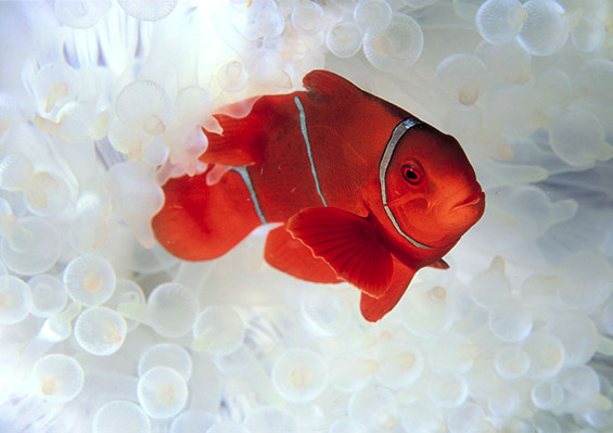 Моменти од подводниот живот низ неверојатни фотографии