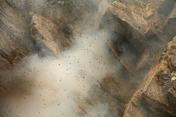 Непалските ловци на див мед