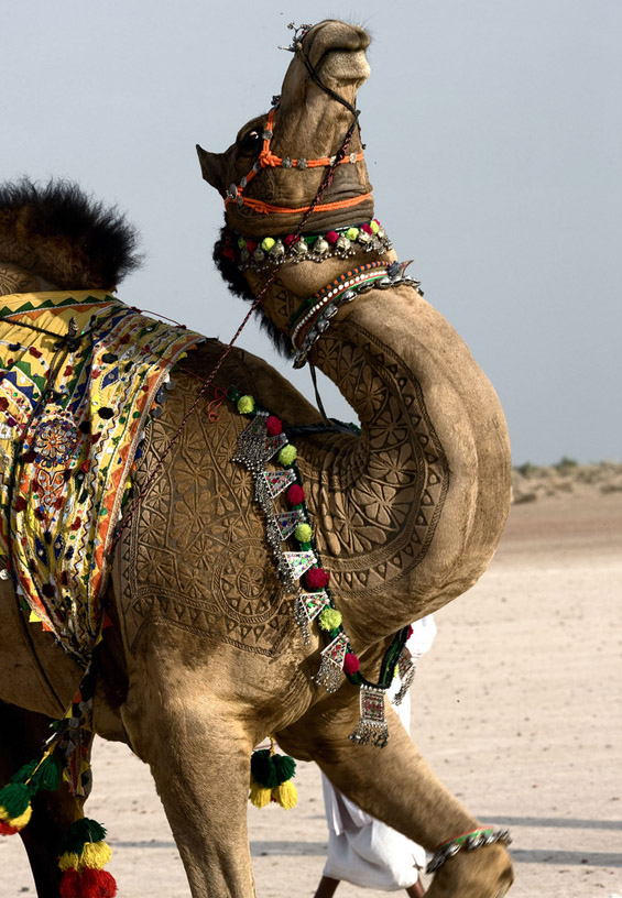 Уметнички потстрижани камили