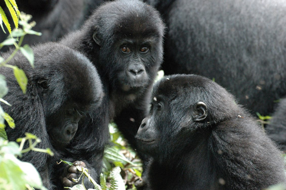 Извонредни фотографии и факти за горилата