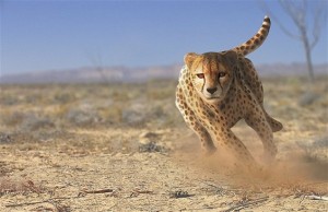 Специфичниот див свет на Африка